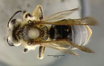 Media type: image;   Entomology 609468 Aspect: habitus dorsal view
